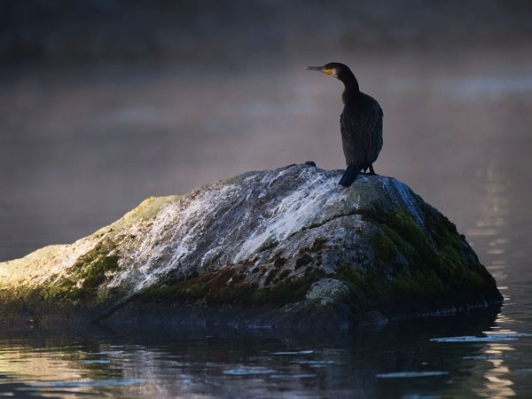 Merimetso, Great Cormorant, Phalacrocorax carbo
