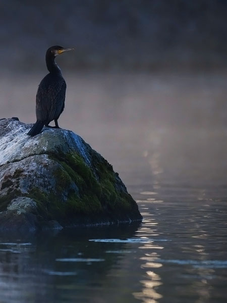 Merimetso, Great Cormorant, Phalacrocorax carbo