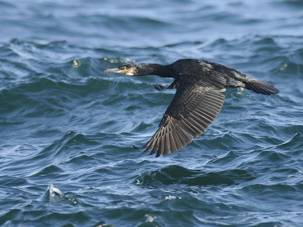 Merimetso, Great Cormorant, Phalacrocorax carbo