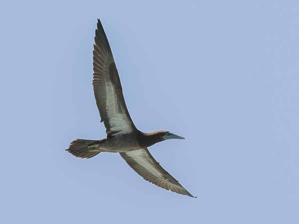 Ruskosuula, Brown Booby, Sula leucogaster