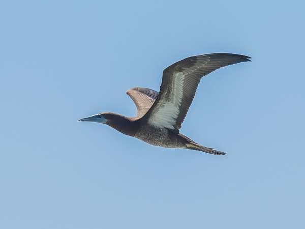 Ruskosuula, Brown Booby, Sula leucogaster