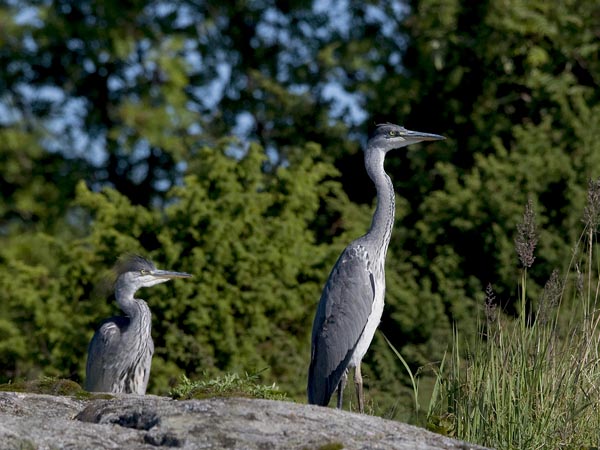Harmaahaikara, Grey Heron, Ardea cinerea