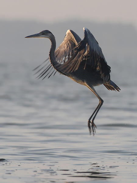 Harmaahaikara, Grey Heron, Ardea cinerea
