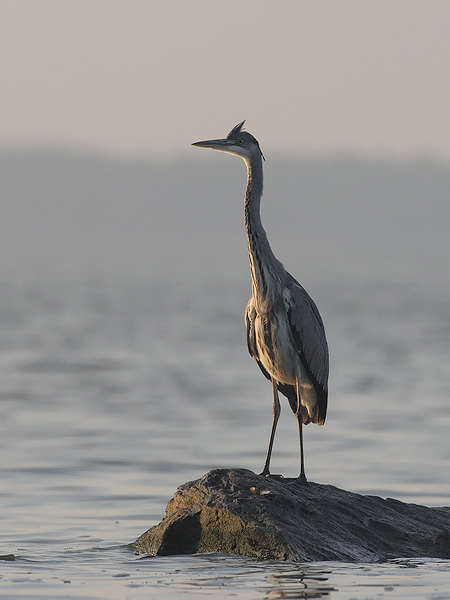 Harmaahaikara, Grey Heron, Ardea cinerea