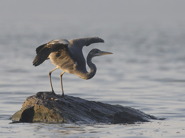 Harmaahaikara, Grey Heron, Ardea cinerea
