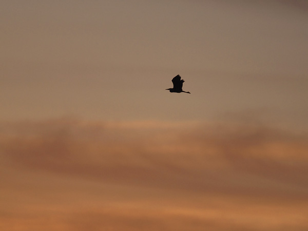 Harmaahaikara, Grey Heron, Ardea cinerea
