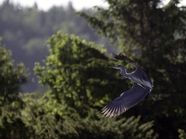 Harmaahaikara, Grey Heron, Ardea cinerea