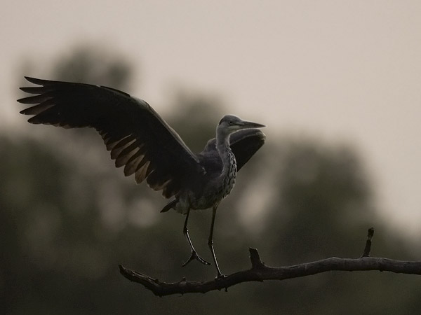 Harmaahaikara, Grey Heron, Ardea cinerea