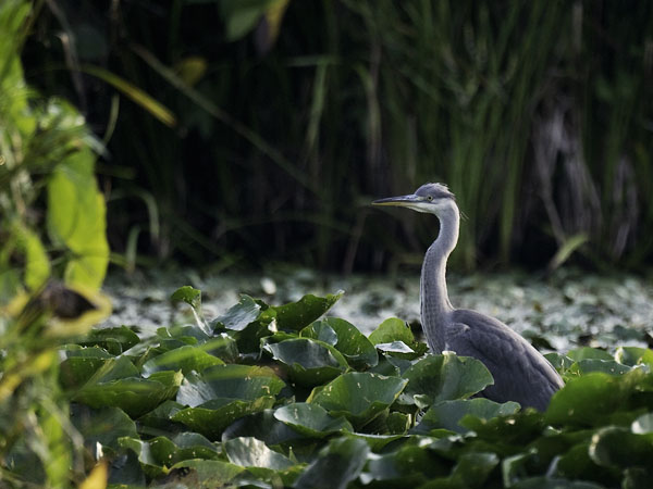 Harmaahaikara, Grey Heron, Ardea cinerea