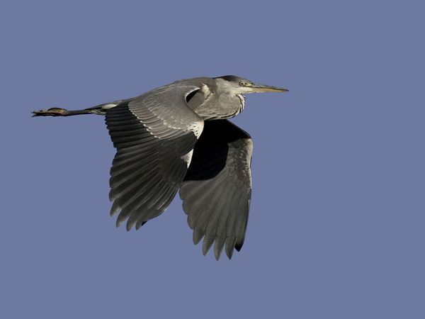 Harmaahaikara, Grey Heron, Ardea cinerea