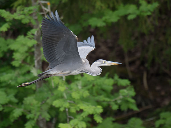 Harmaahaikara, Grey Heron, Ardea cinerea