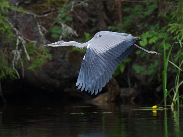 Harmaahaikara, Grey Heron, Ardea cinerea