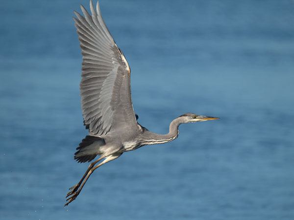 Harmaahaikara, Grey Heron, Ardea cinerea