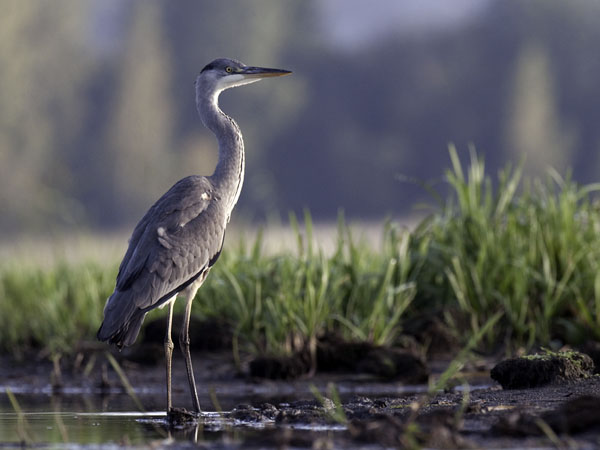 Harmaahaikara, Grey Heron, Ardea cinerea