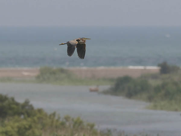 Ruskohaikara, Purple Heron, Ardea purpurea