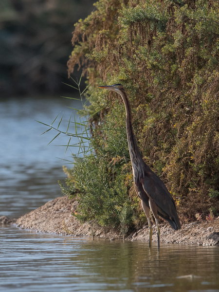 Ruskohaikara, Purple Heron, Ardea purpurea