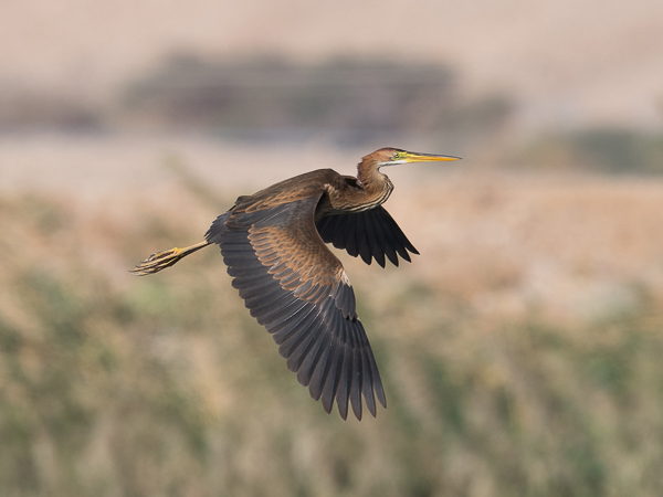 Ruskohaikara, Purple Heron, Ardea purpurea