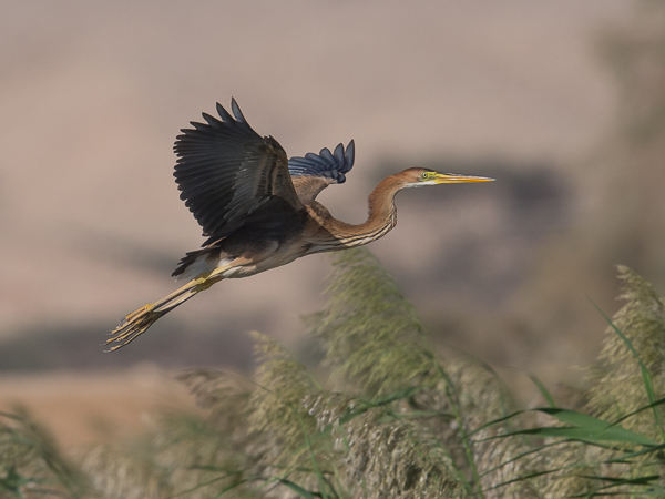 Ruskohaikara, Purple Heron, Ardea purpurea