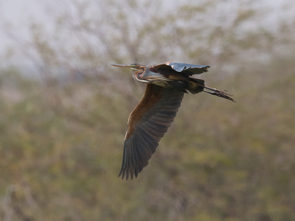 Ruskohaikara, Purple Heron, Ardea purpurea