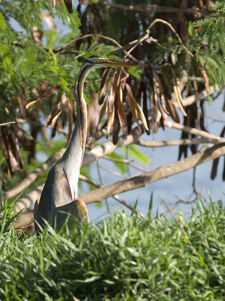 Ruskohaikara, Purple Heron, Ardea purpurea