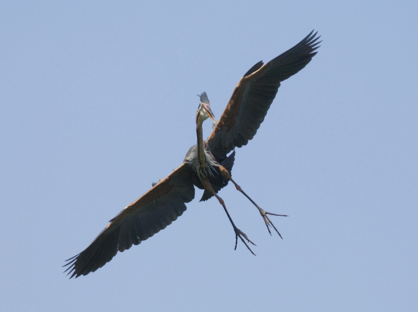 Ruskohaikara, Purple Heron, Ardea purpurea