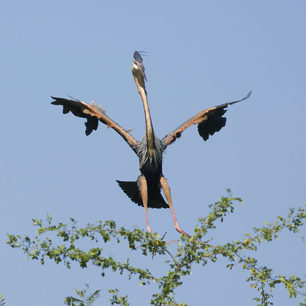 Ruskohaikara, Purple Heron, Ardea purpurea