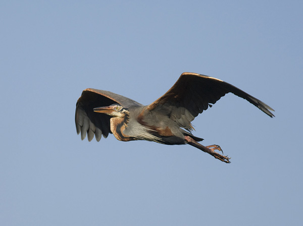 Ruskohaikara, Purple Heron, Ardea purpurea