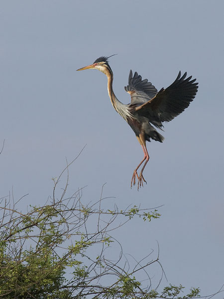 Ruskohaikara, Purple Heron, Ardea purpurea