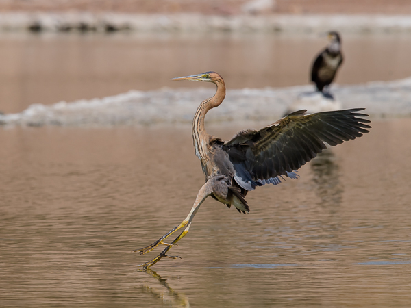 Ruskohaikara, Purple Heron, Ardea purpurea