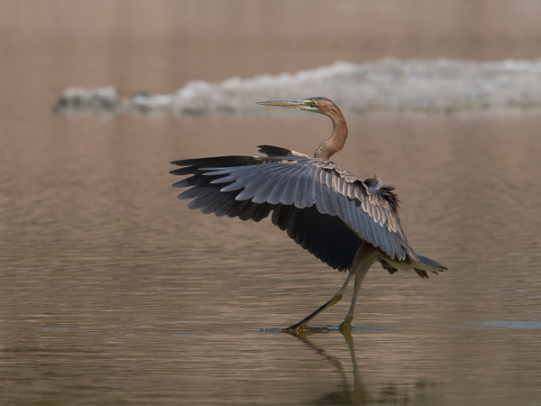 Ruskohaikara, Purple Heron, Ardea purpurea