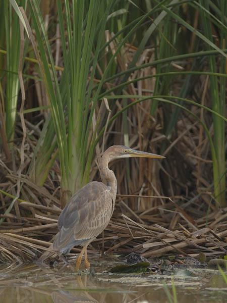 Ruskohaikara, Purple Heron, Ardea purpurea