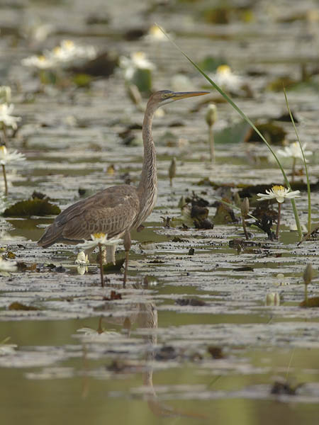 Ruskohaikara, Purple Heron, Ardea purpurea
