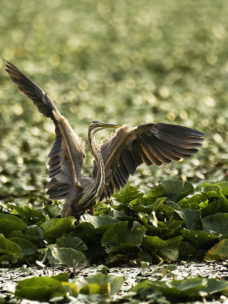 Ruskohaikara, Purple Heron, Ardea purpurea