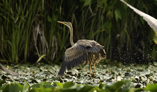 Ruskohaikara, Purple Heron, Ardea purpurea