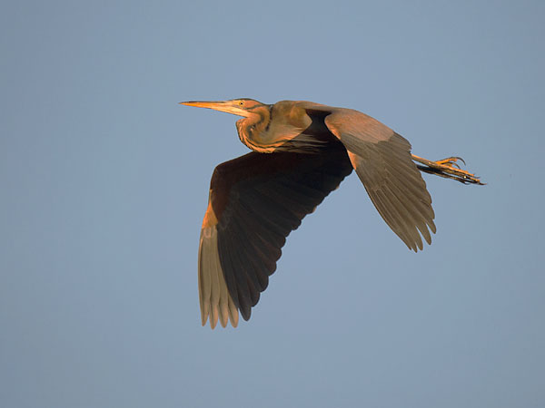 Ruskohaikara, Purple Heron, Ardea purpurea