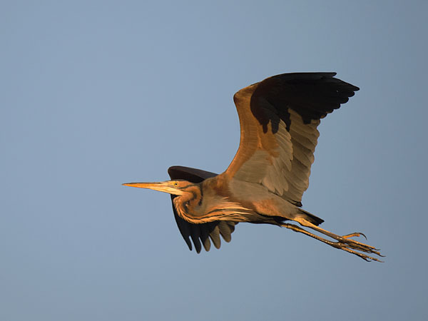 Ruskohaikara, Purple Heron, Ardea purpurea