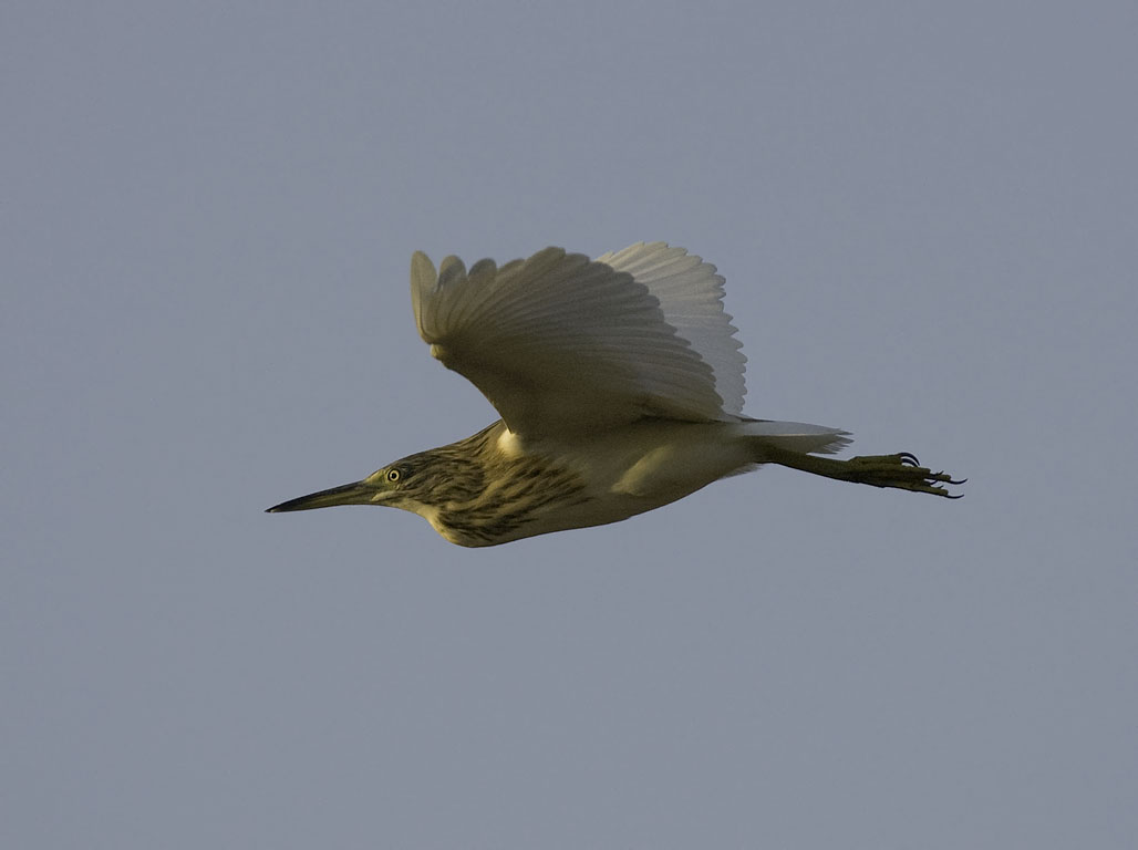 Rääkkähaikara, Squacco Heron, Ardeola ralloides