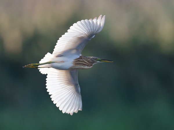 Rääkkähaikara, Squacco Heron, Ardeola ralloides
