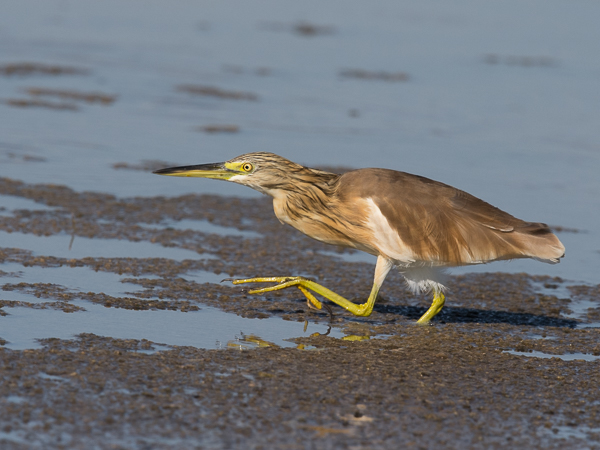 Rääkkähaikara, Squacco Heron, Ardeola ralloides