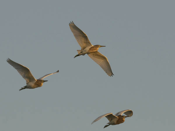 Rääkkähaikara, Squacco Heron, Ardeola ralloides