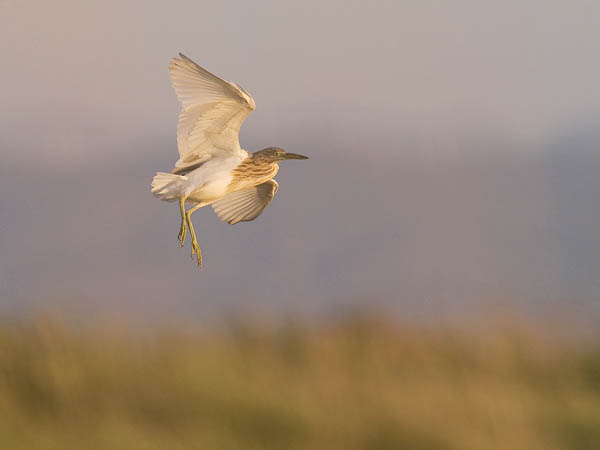Rääkkähaikara, Squacco Heron, Ardeola ralloides