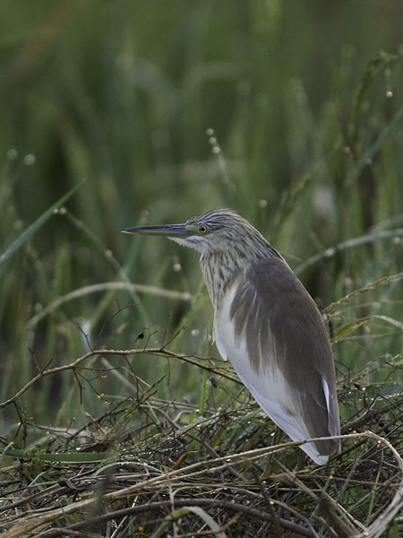 Rääkkähaikara, Squacco Heron, Ardeola ralloides