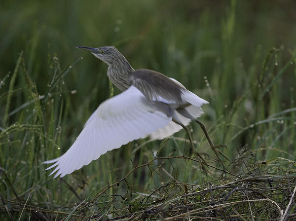 Rääkkähaikara, Squacco Heron, Ardeola ralloides