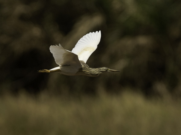 Rääkkähaikara, Squacco Heron, Ardeola ralloides