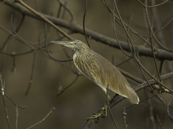 Rääkkähaikara, Squacco Heron, Ardeola ralloides