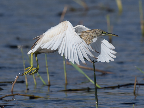 Rääkkähaikara, Squacco Heron, Ardeola ralloides