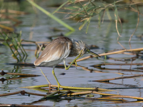 Rääkkähaikara, Squacco Heron, Ardeola ralloides