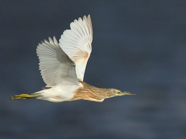Rääkkähaikara, Squacco Heron, Ardeola ralloides