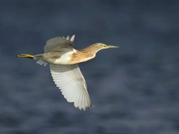 Rääkkähaikara, Squacco Heron, Ardeola ralloides