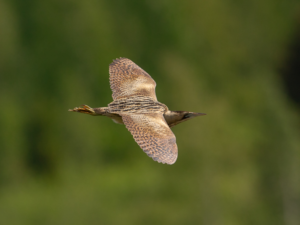 Kaulushaikara, Great Bittern, Botaurus stellaris